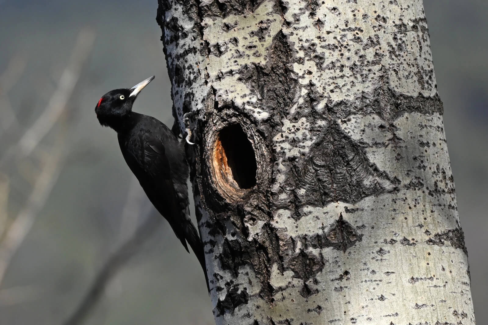 Un pic noir dans son habitat naturel