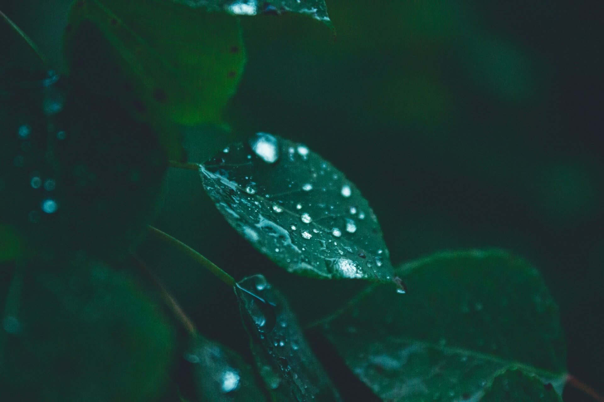 photos avec des goutelettes dessus lors d’une journée pluvieuse
