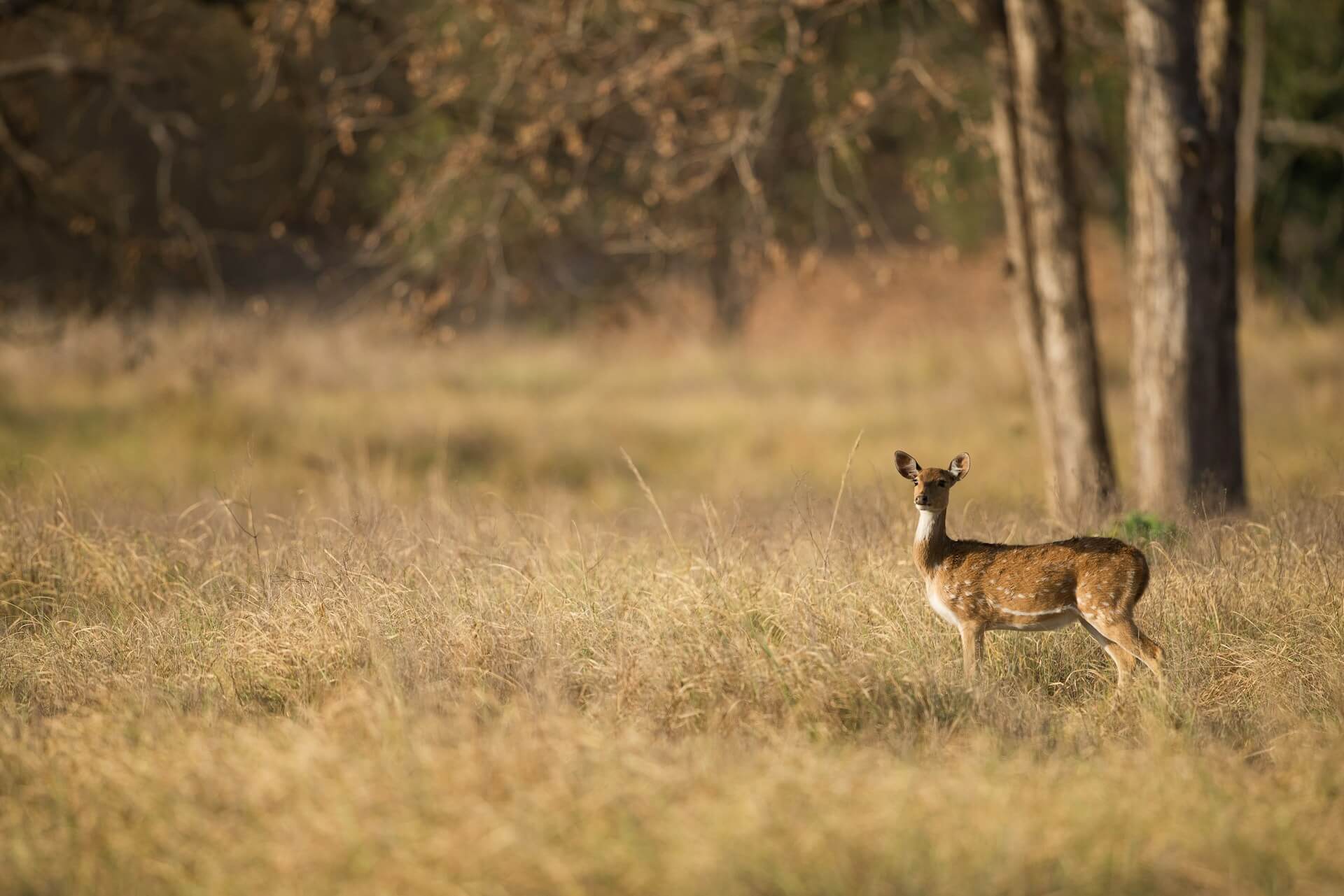 la nature offre un spectacle magique avec des animaux sauvages